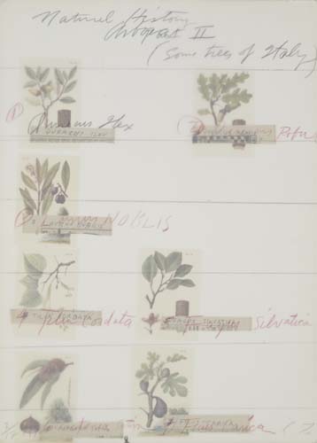 CY TWOMBLY Natural History Part II.